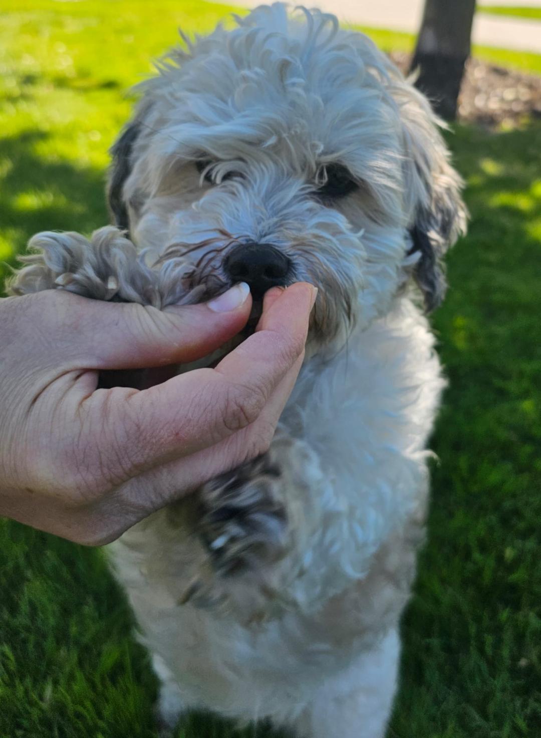 Ricci in Essex, Maryland, a ADOPTABLE Havanese in Essex, MD image 4/6