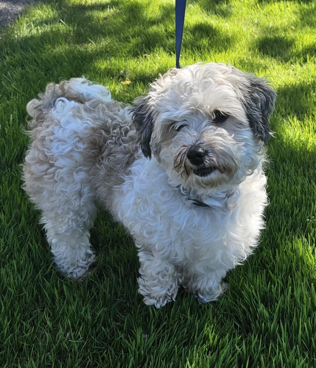 Ricci in Essex, Maryland, a ADOPTABLE Havanese in Essex, MD image 6/6
