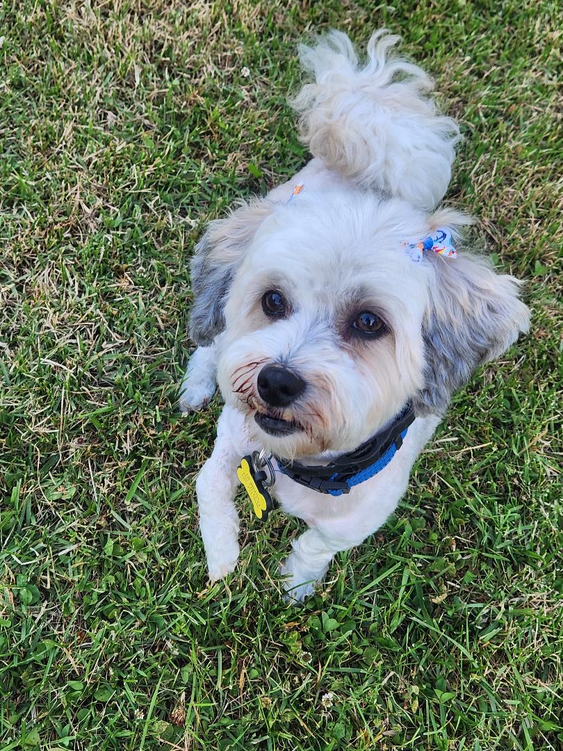 Ricci in Essex, Maryland, a ADOPTABLE Havanese in Essex, MD image 5/6