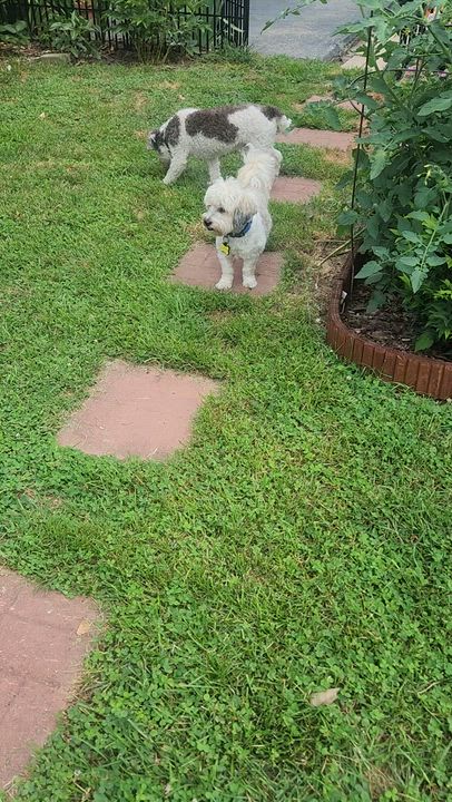 Enlarge Ricci in Essex, Maryland, a ADOPTABLE Havanese in Essex, MD video 3/6