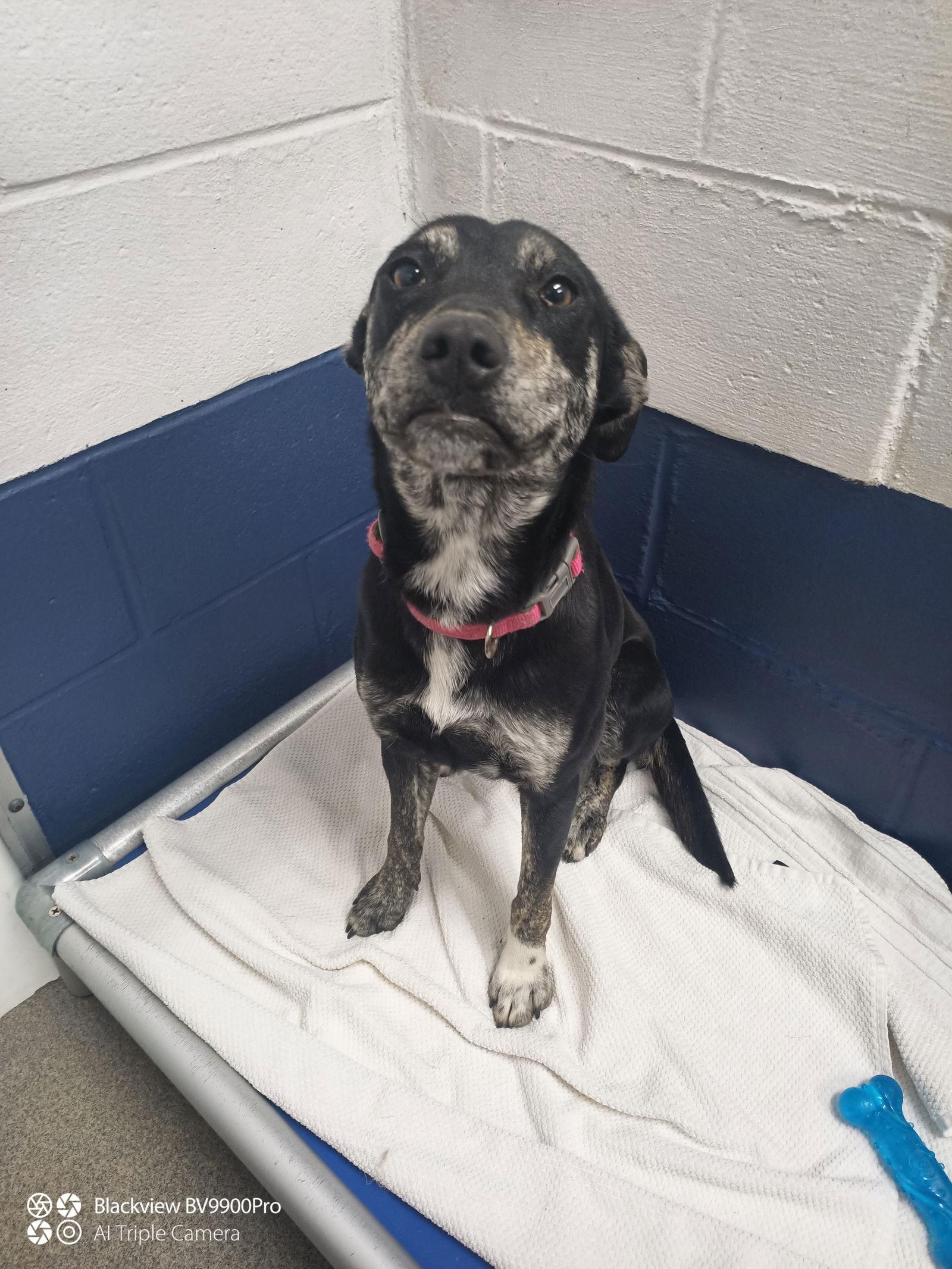 Enlarge Pip 1 year female AVAIL 1/21, a Adoptable Mixed Breed in Sterling, MA image 1/1