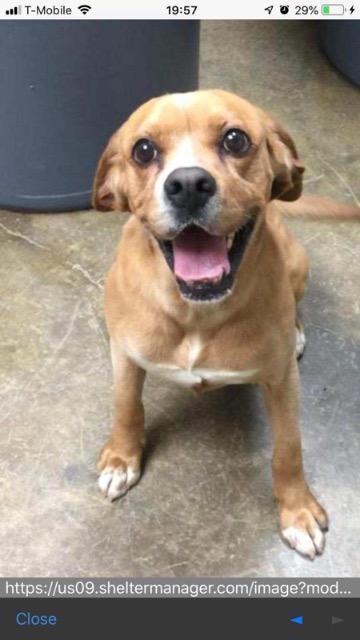 Enlarge Sandy (Lynyrd Skynyrd), a Adopted Spaniel in Arlington, TX image 1/3