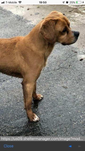 Enlarge Sandy (Lynyrd Skynyrd), a Adopted Spaniel in Arlington, TX image 2/3