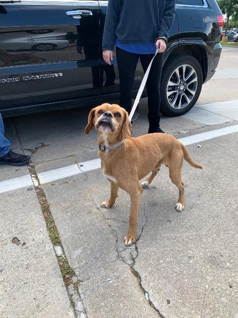 Enlarge Sandy (Lynyrd Skynyrd), a Adopted Spaniel in Arlington, TX image 3/3