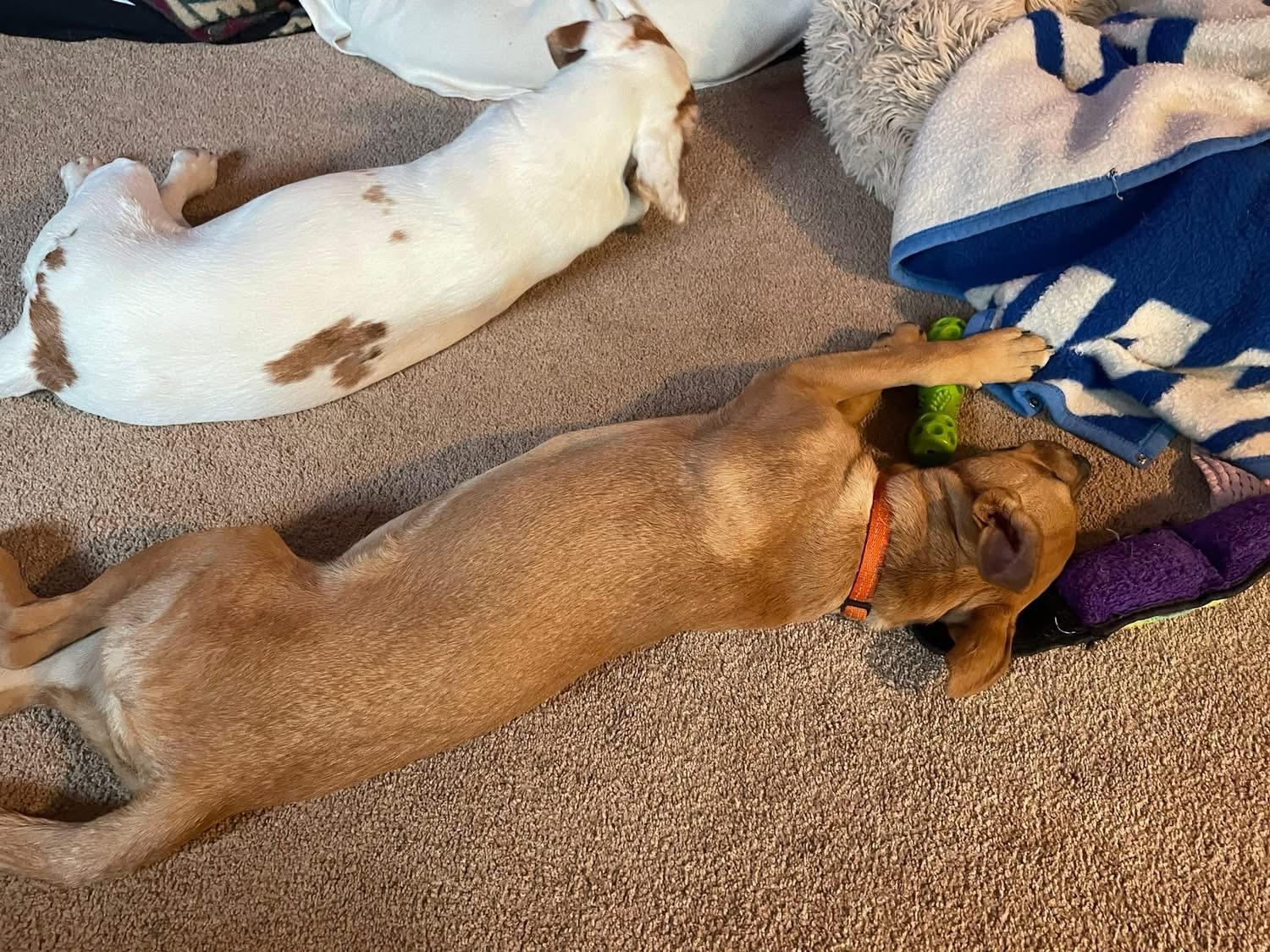 Pretzel, a Adoptable mixed breed in Crystal Lake, IL image 4/6