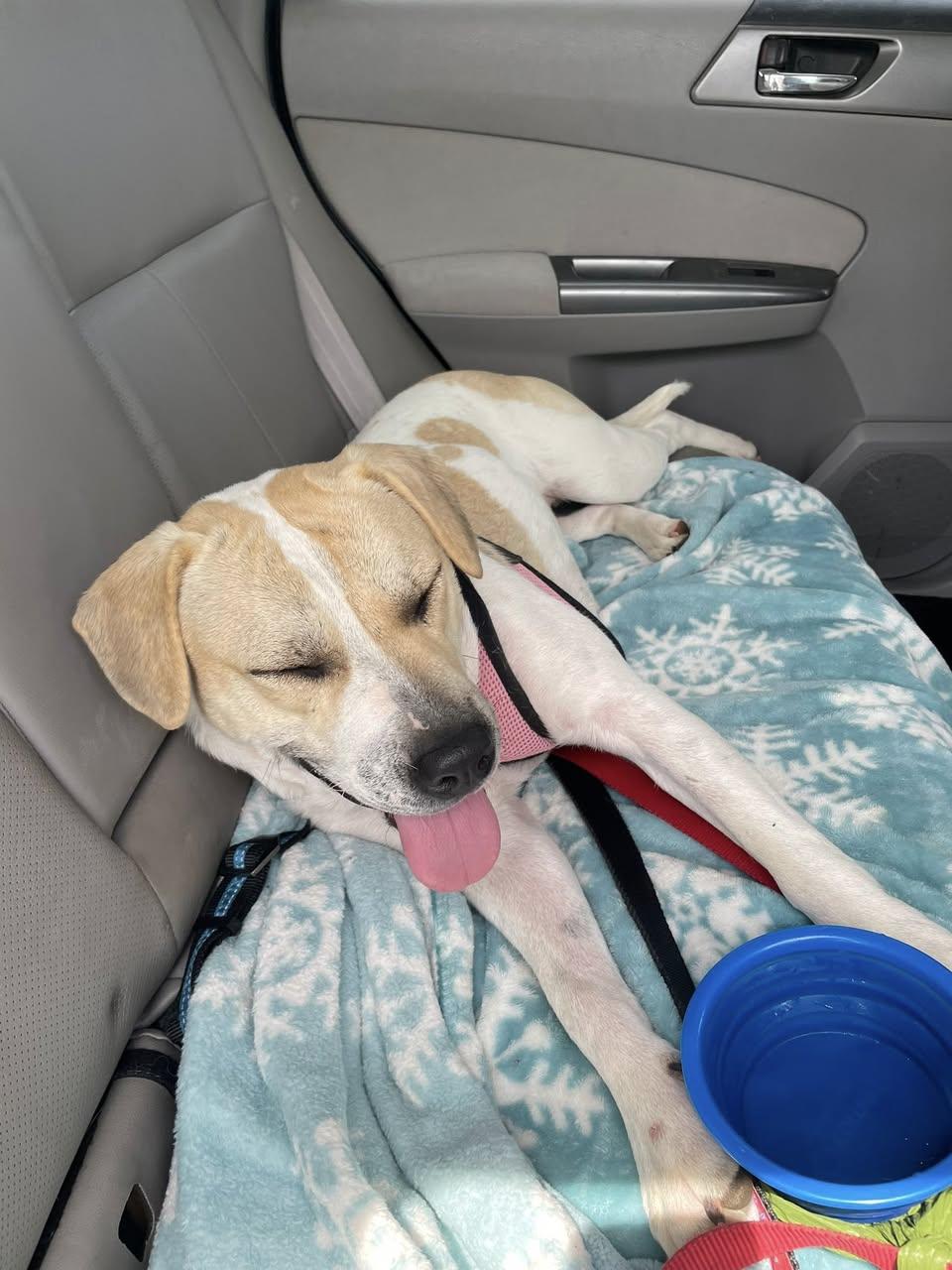 Pretzel, a Adoptable mixed breed in Crystal Lake, IL image 6/6