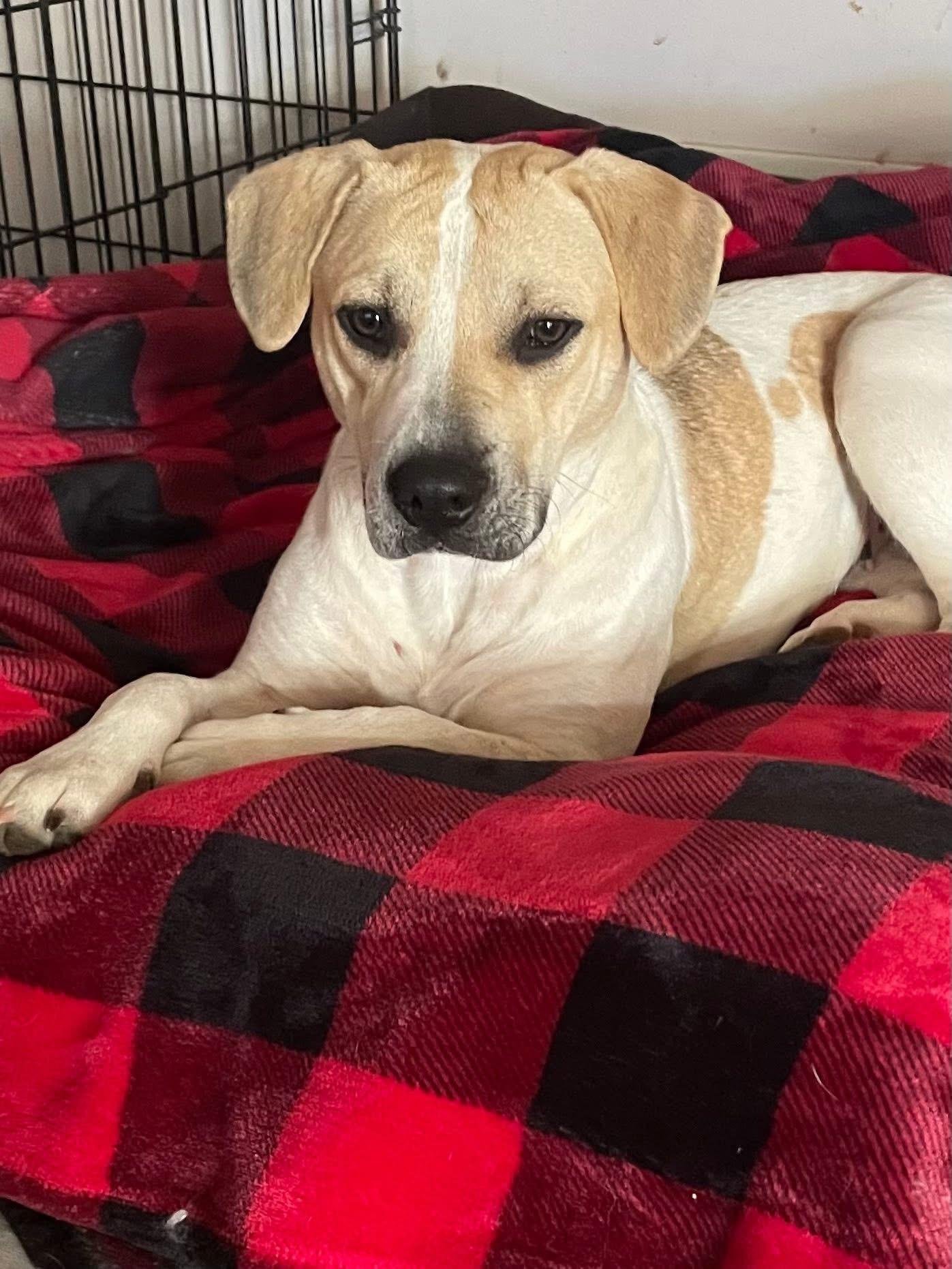 Pretzel, a Adoptable mixed breed in Crystal Lake, IL image 1/6