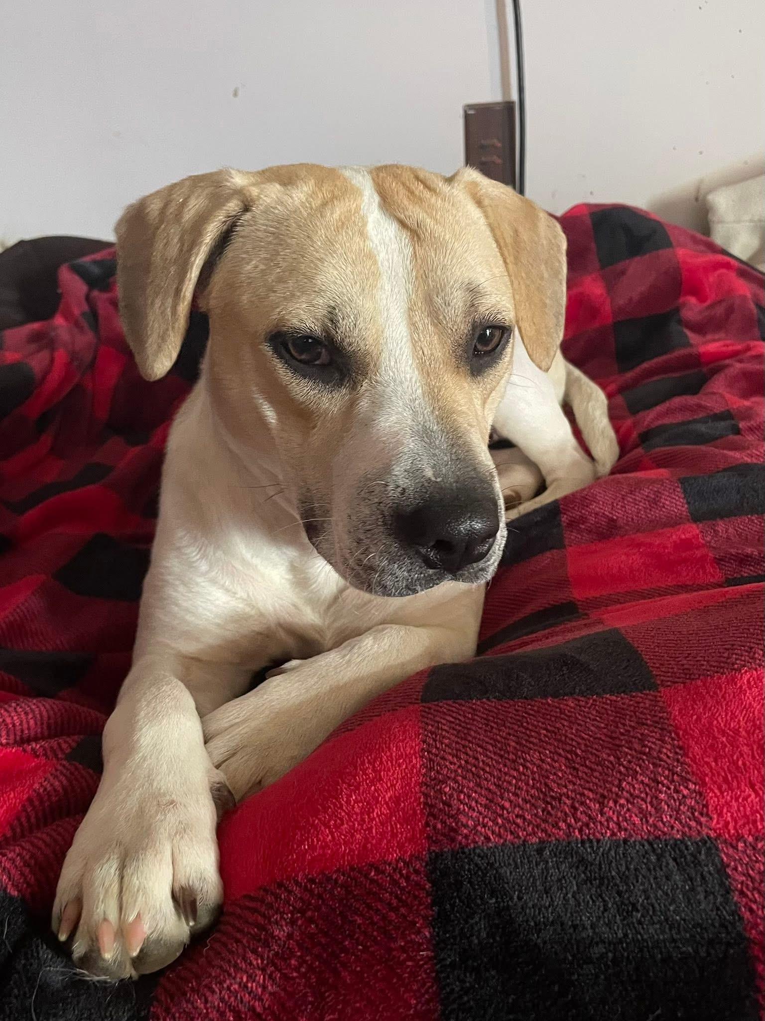 Pretzel, a Adoptable mixed breed in Crystal Lake, IL image 5/6