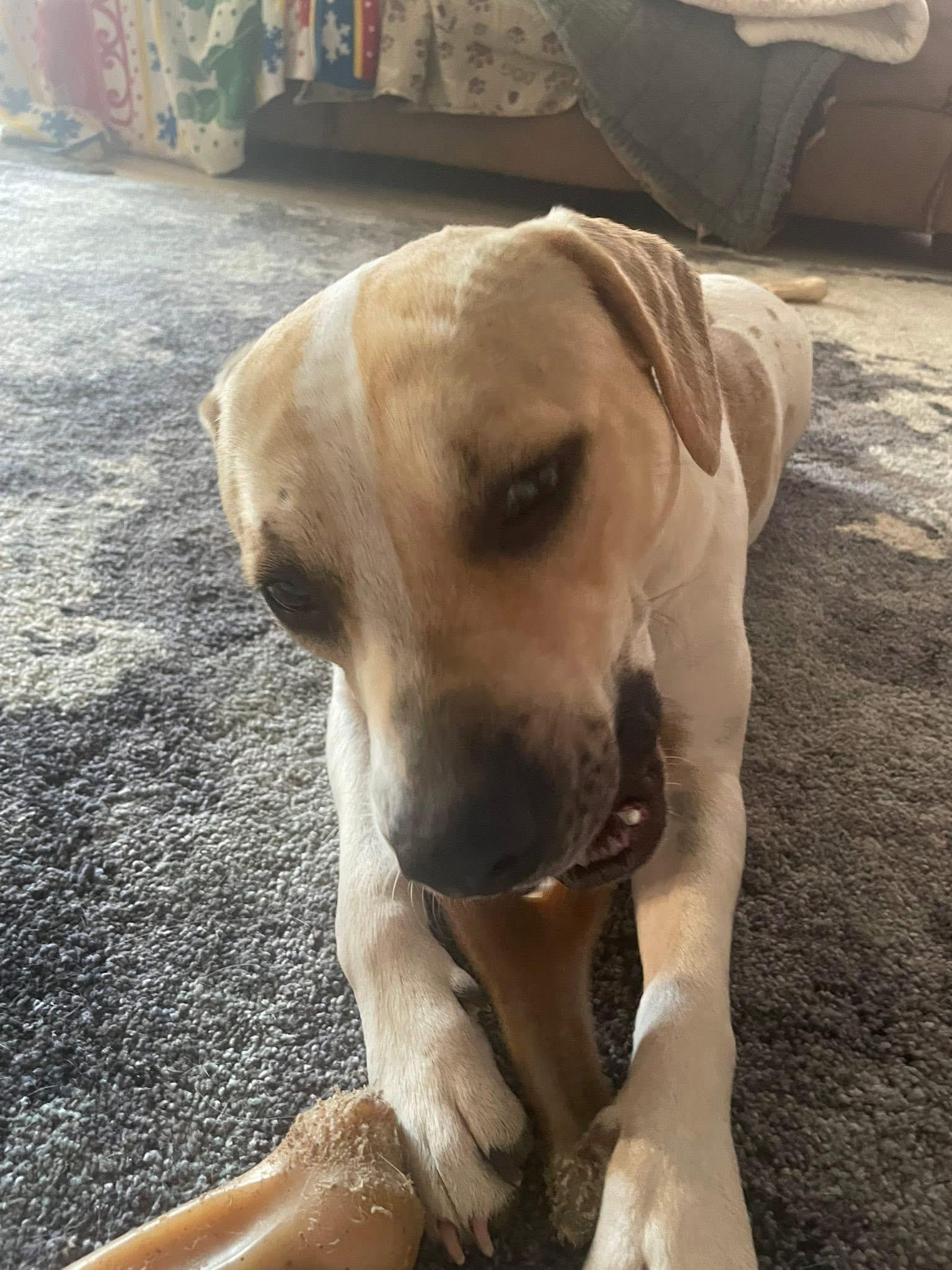 Pretzel, a Adoptable mixed breed in Crystal Lake, IL image 2/6