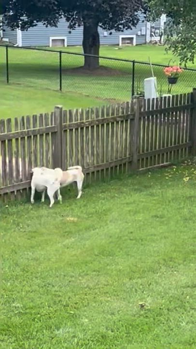 Enlarge Pretzel, a Adoptable mixed breed in Crystal Lake, IL video 3/6