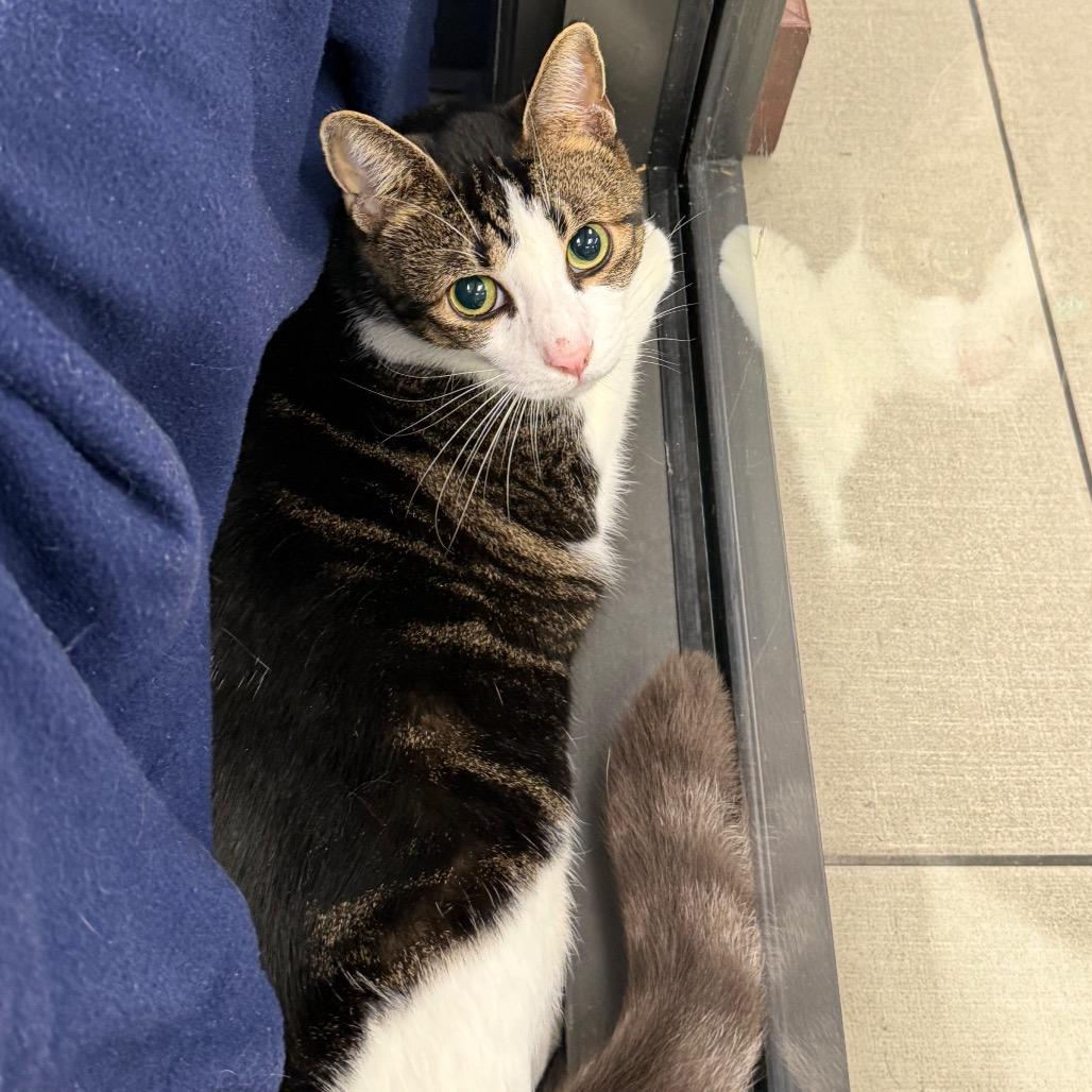 Atheno, Adoptable, Adult Male Domestic Short Hair.