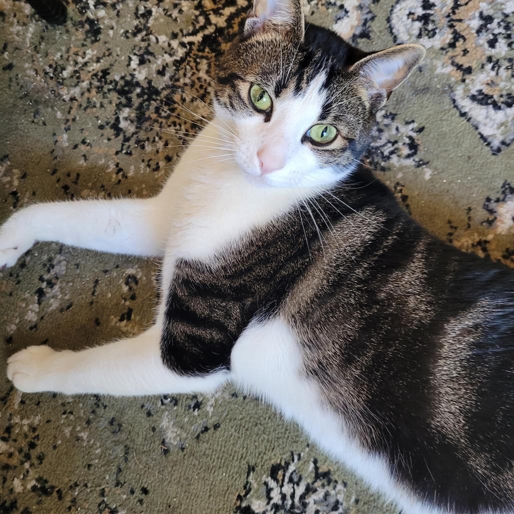 Enlarge Atheno, a Adoptable Domestic Short Hair in West Palm Beach, FL image 2/2
