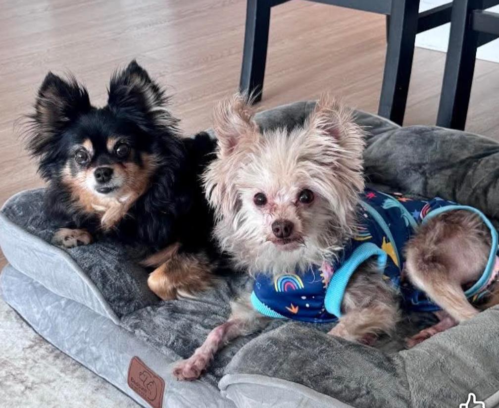 Finn and Indy, a Adoptable mixed breed in Ozone Park, NY image 2/5