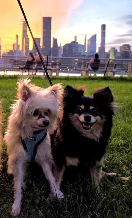 Finn and Indy, Adoptable, Young Male Yorkshire Terrier & Pomeranian.