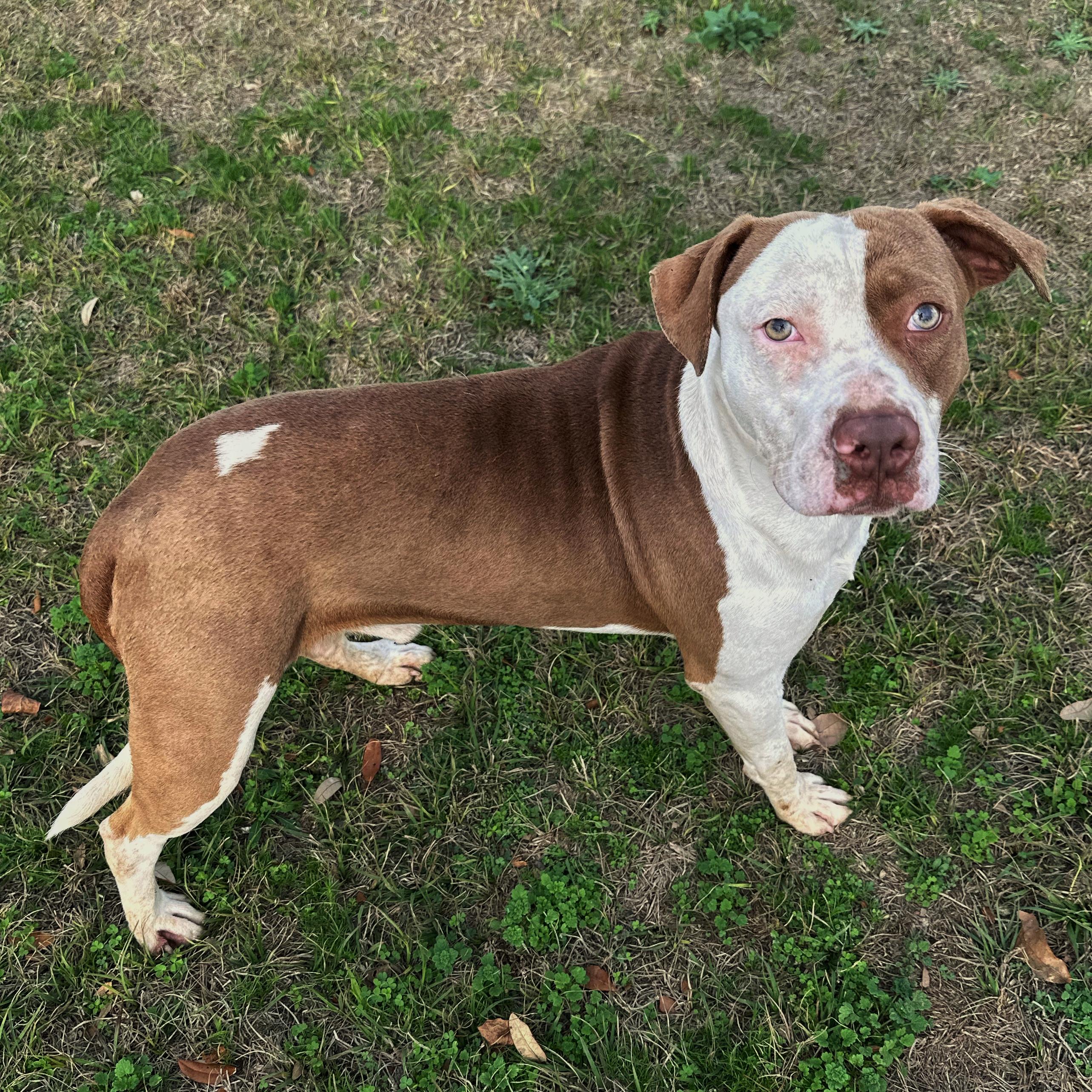 Enlarge Quinn, a ADOPTABLE mixed breed in Valdosta, GA image 2/2