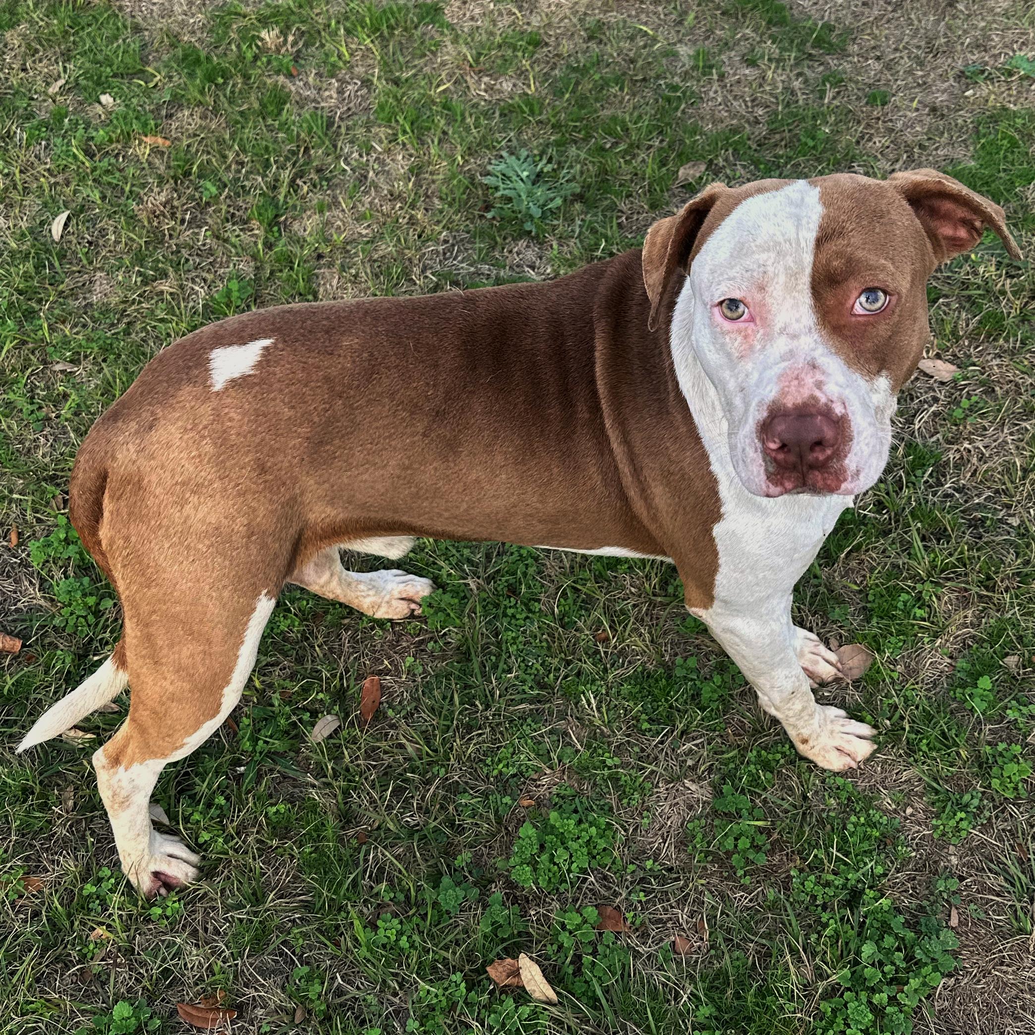 Enlarge Quinn, a ADOPTABLE mixed breed in Valdosta, GA image 1/2