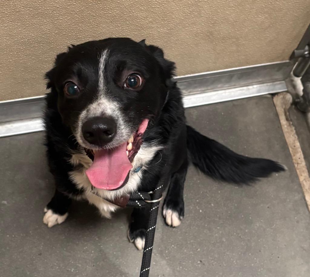 Roper, Adoptable, Adult Male Mixed Breed & Black Labrador Retriever.