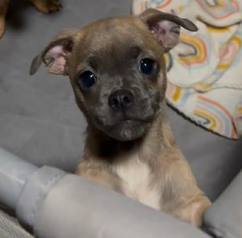 Enlarge Tina, an adopted mixed breed in Salem, VA image 3/4