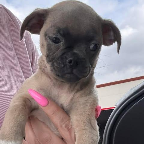 Enlarge Tina, an adopted mixed breed in Salem, VA image 2/4