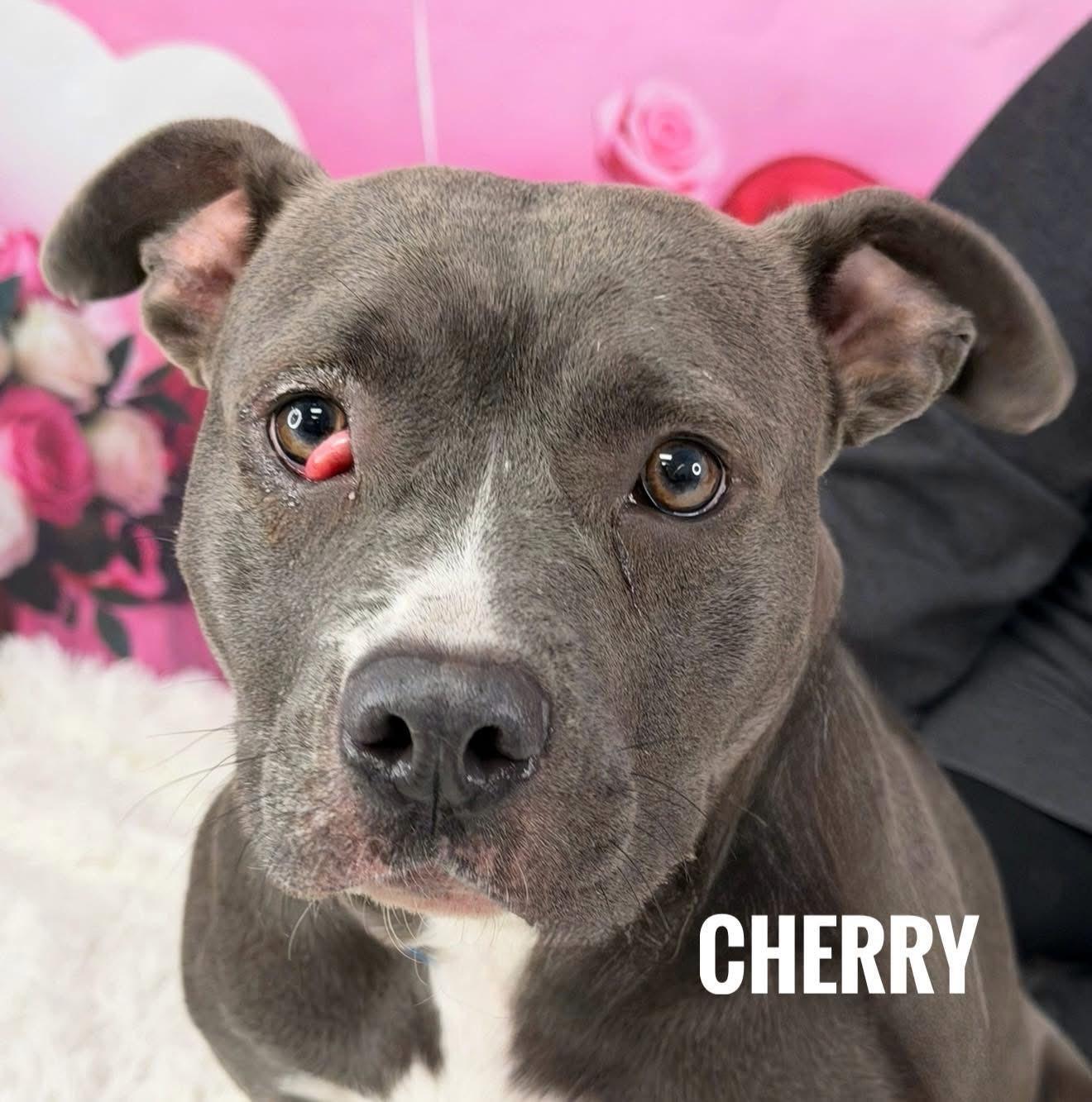 Enlarge Cherry, a ADOPTABLE Mixed Breed in Flint, MI image 1/1