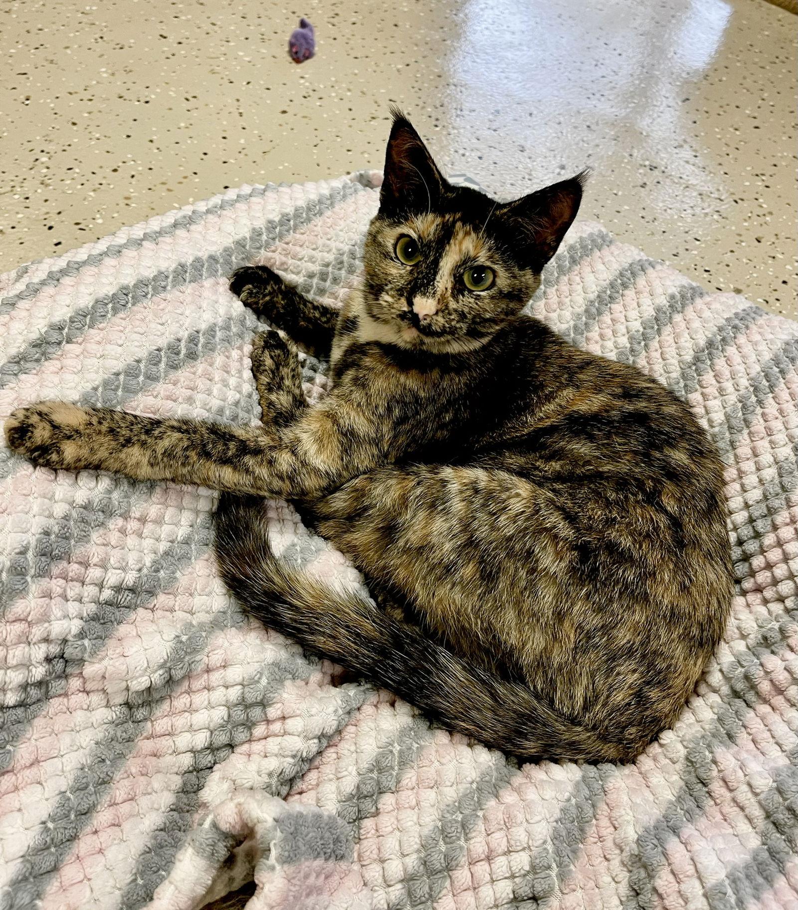 Mouse, Adoptable, Young Female Domestic Short Hair.