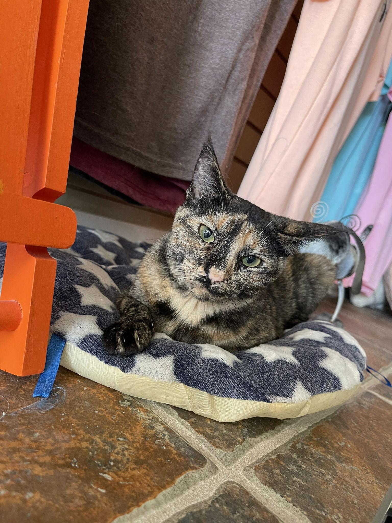 Mouse, Adoptable, Young Female Domestic Short Hair.