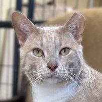 Tank, a Adoptable Domestic Short Hair in Berlin, MD image 1/3