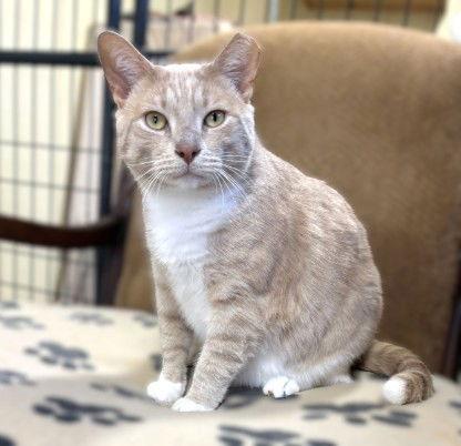 Tank, a Adoptable Domestic Short Hair in Berlin, MD image 2/3
