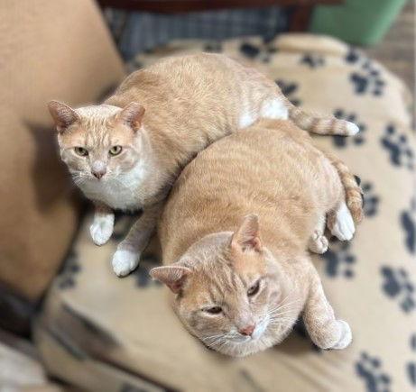 Tank, a Adoptable Domestic Short Hair in Berlin, MD image 3/3