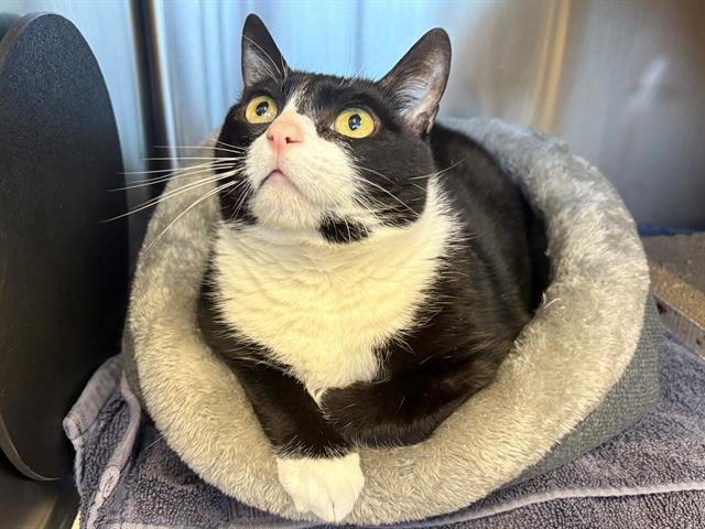 Enlarge CLARA, a Adoptable Domestic Short Hair in Santa Rosa, CA image 1/1