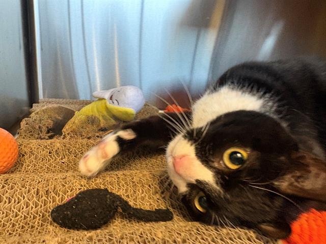 Enlarge CLARA, a Adoptable Domestic Short Hair in Santa Rosa, CA image 1/1