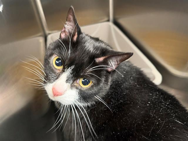 CLARA, Adoptable, Adult Female Domestic Short Hair.