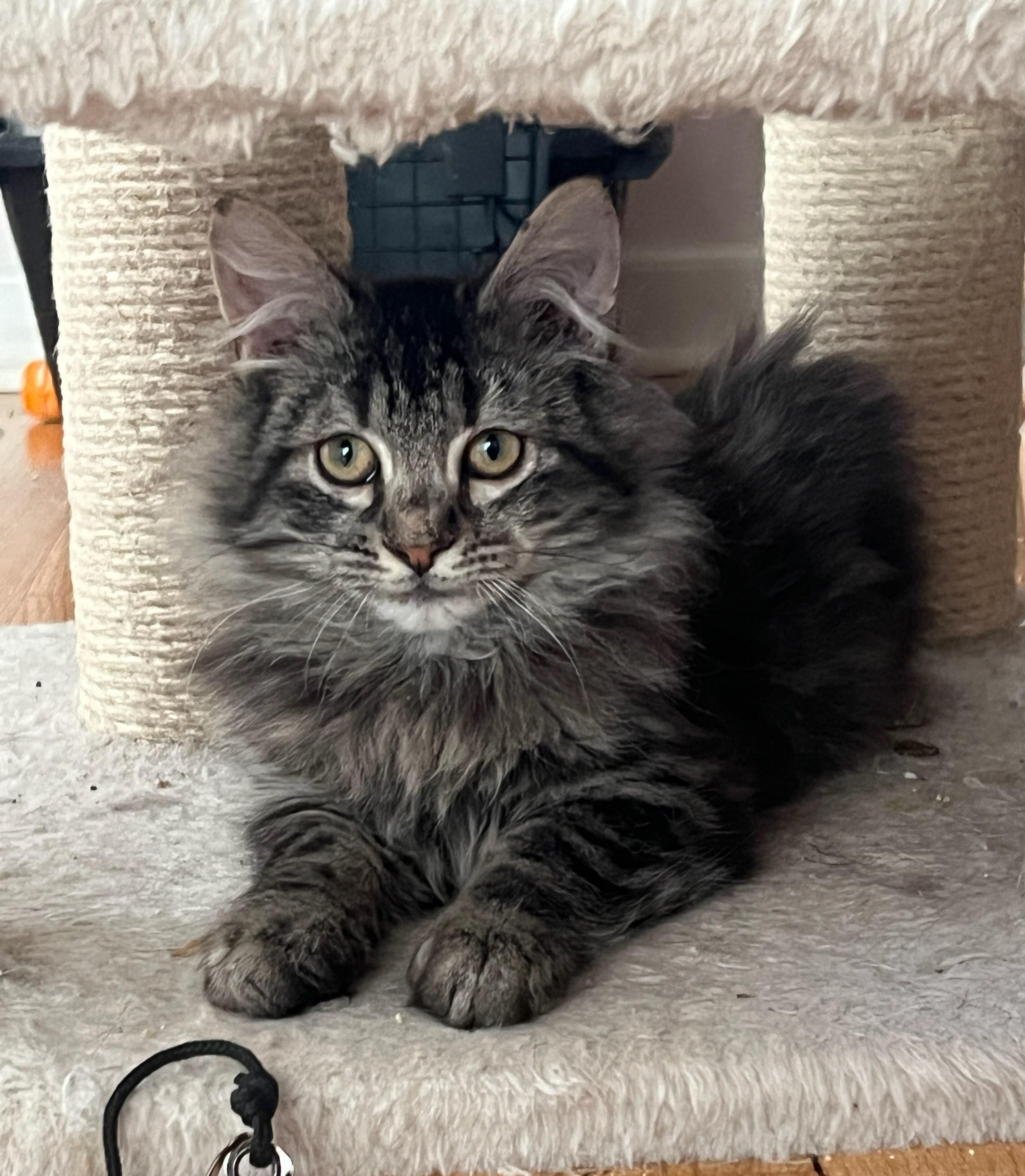 Meadow, adopted, Kitten Female Tabby.