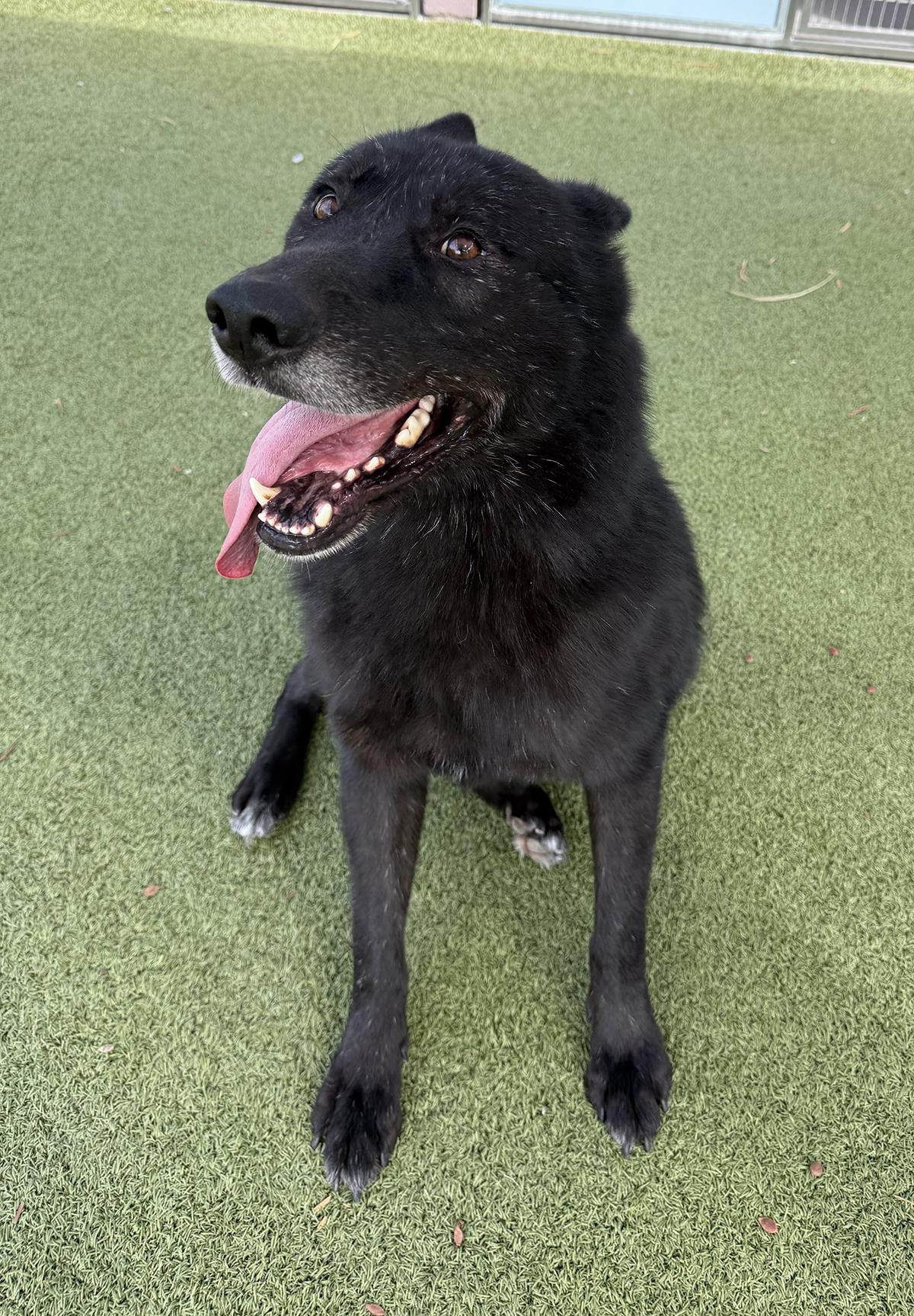 Logan, a Adoptable mixed breed in Scottsdale, AZ image 3/6