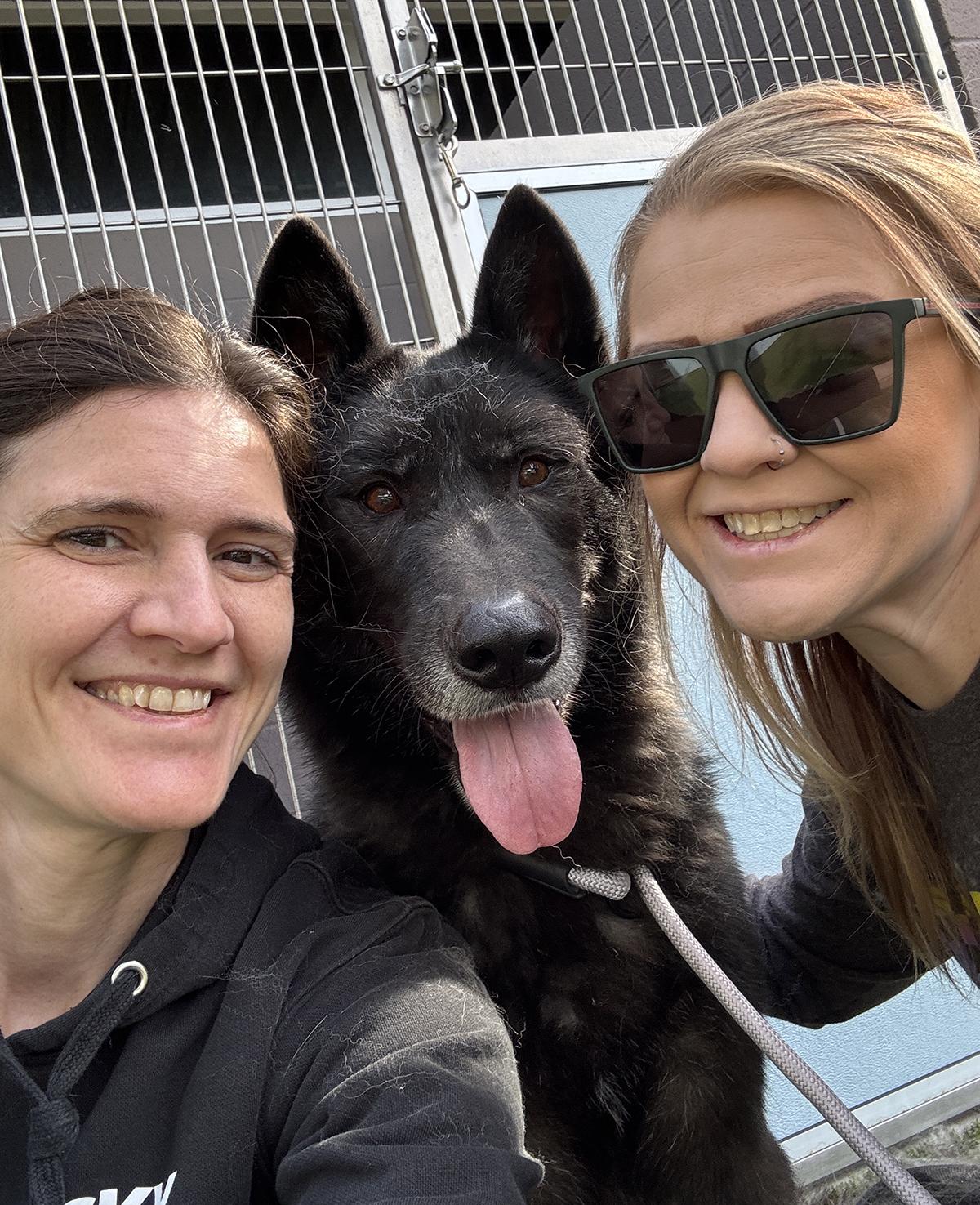 Enlarge Logan, a Adoptable mixed breed in Scottsdale, AZ image 4/6