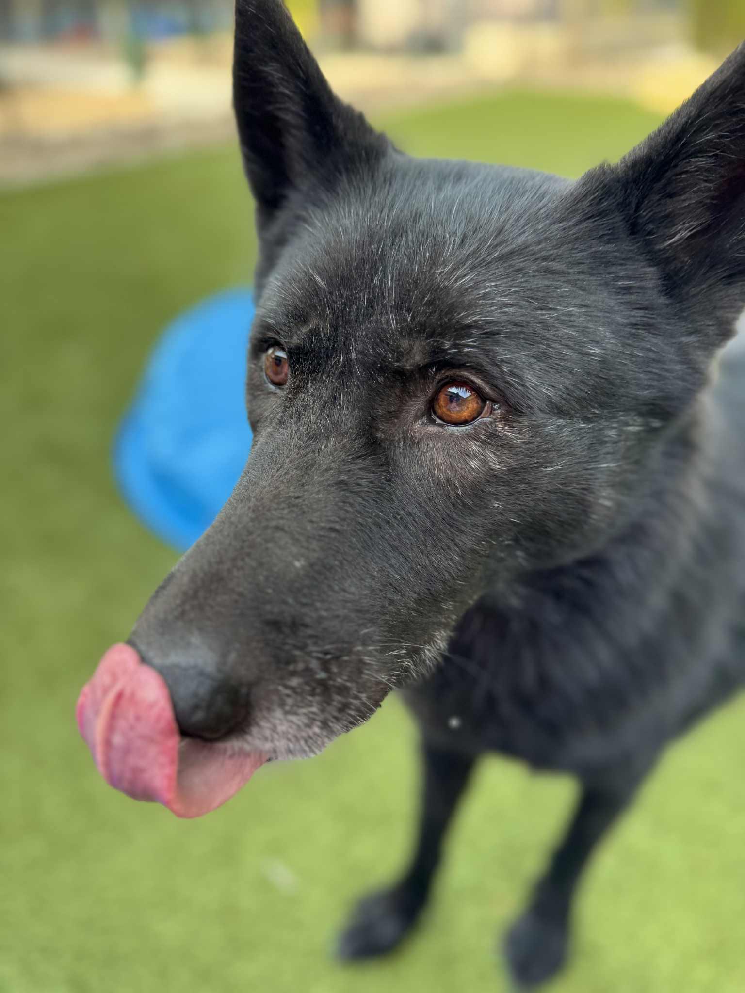 Logan, a Adoptable mixed breed in Scottsdale, AZ image 4/6