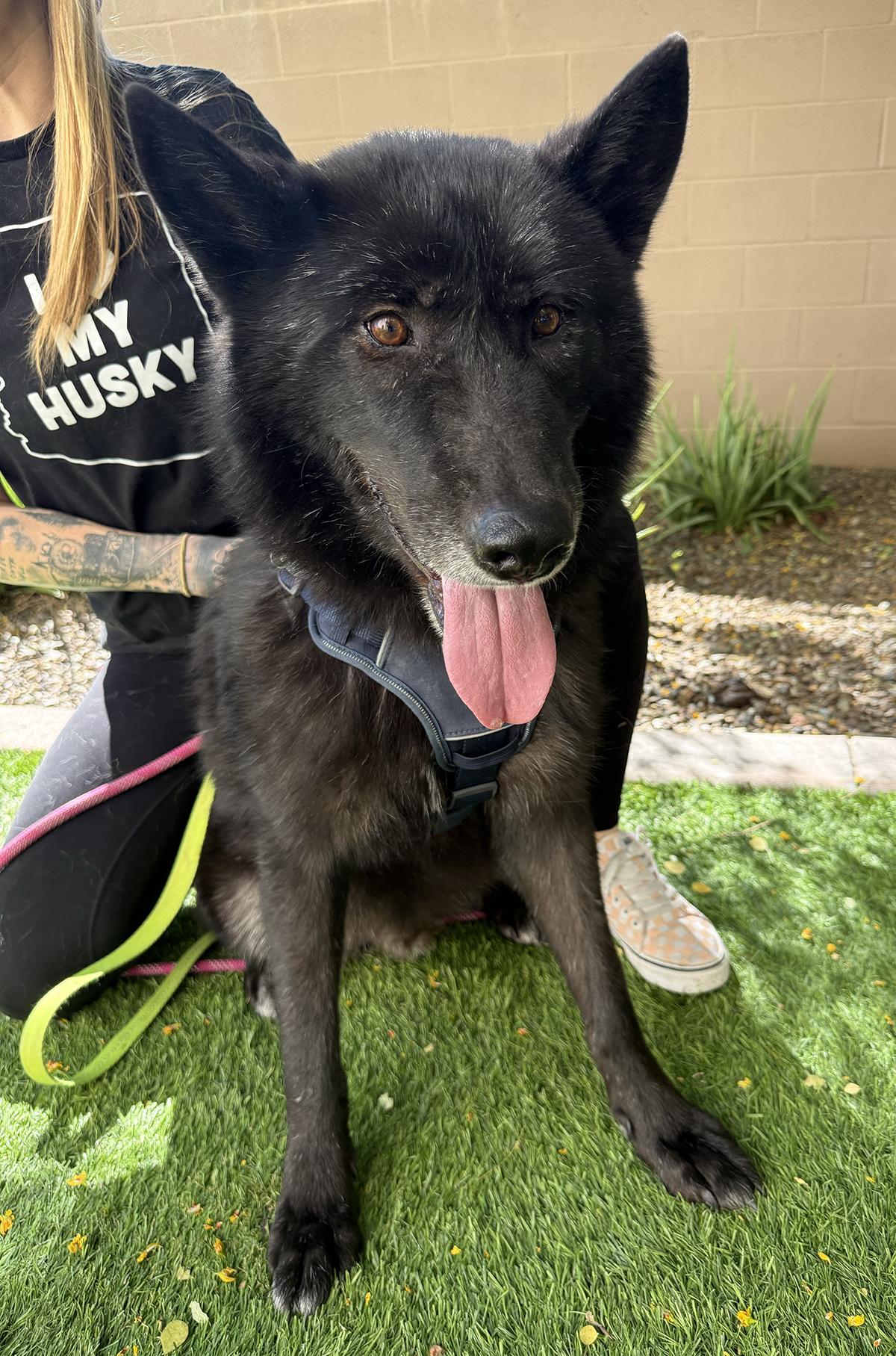 Logan, a Adoptable mixed breed in Scottsdale, AZ image 2/6