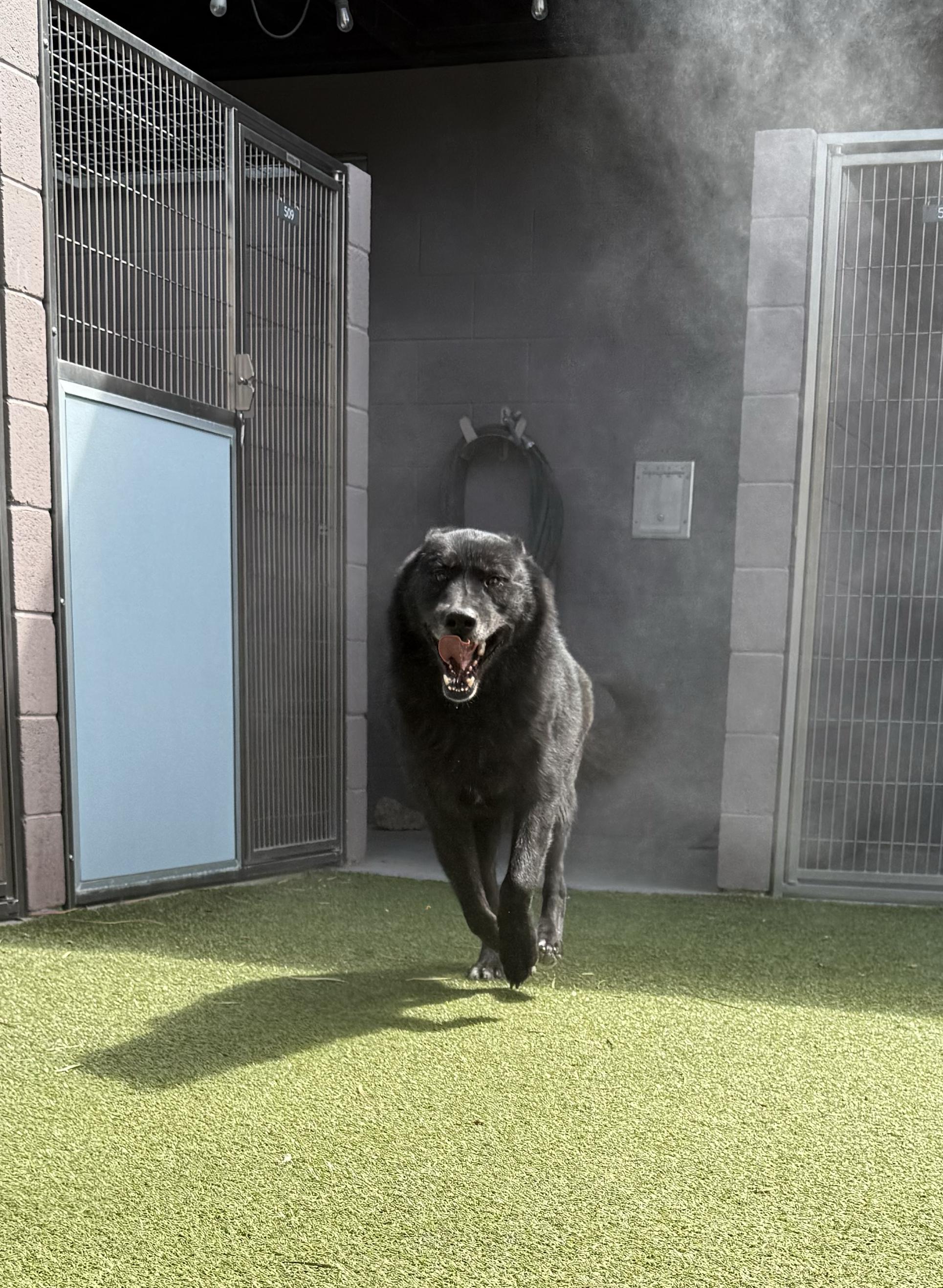 Logan, a Adoptable mixed breed in Scottsdale, AZ image 5/6