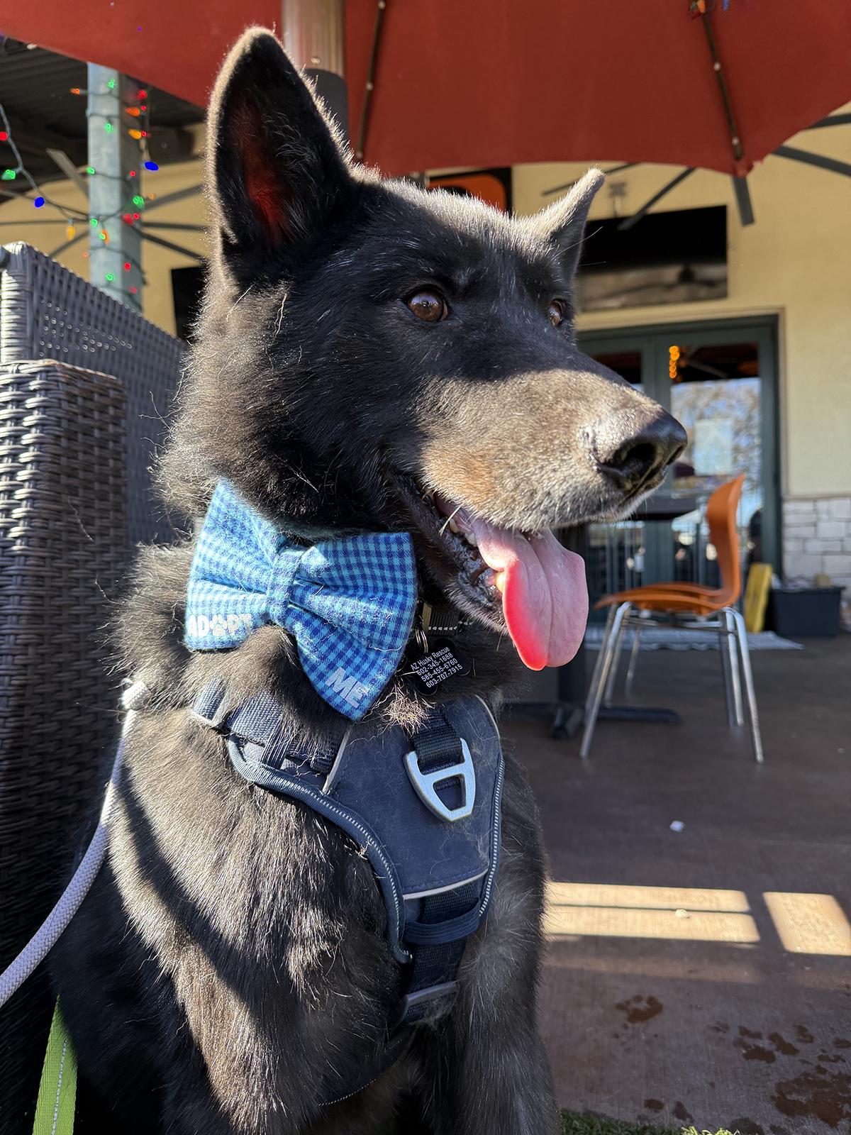 Enlarge Logan, a Adoptable mixed breed in Scottsdale, AZ image 3/6