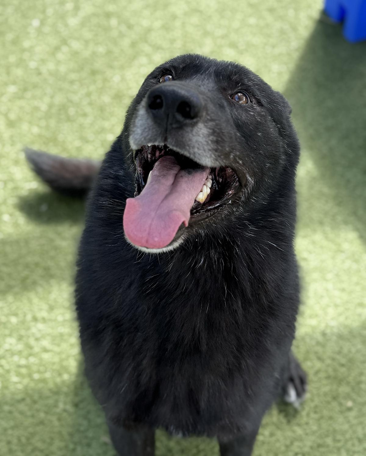 Logan, a Adoptable mixed breed in Scottsdale, AZ image 6/6