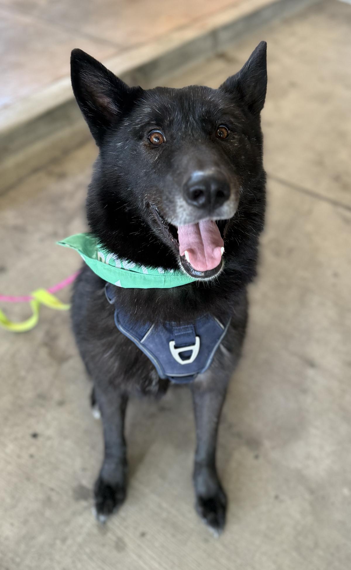 Logan, Adoptable, Young Male German Shepherd Dog & Siberian Husky.