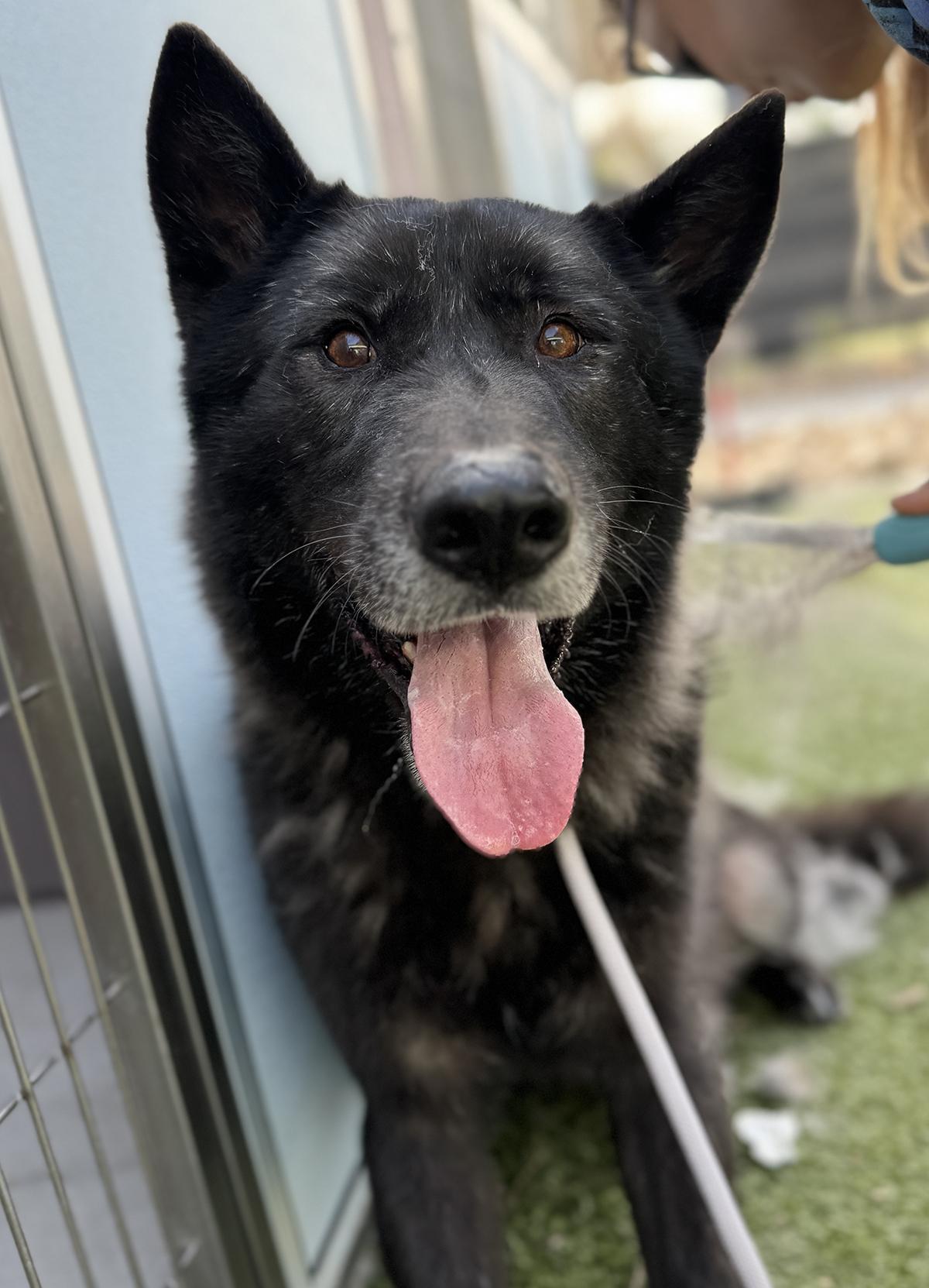 Enlarge Logan, a Adoptable mixed breed in Scottsdale, AZ image 1/6