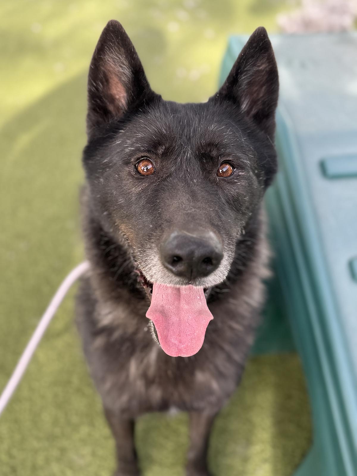 Enlarge Logan, a Adoptable mixed breed in Scottsdale, AZ image 2/6