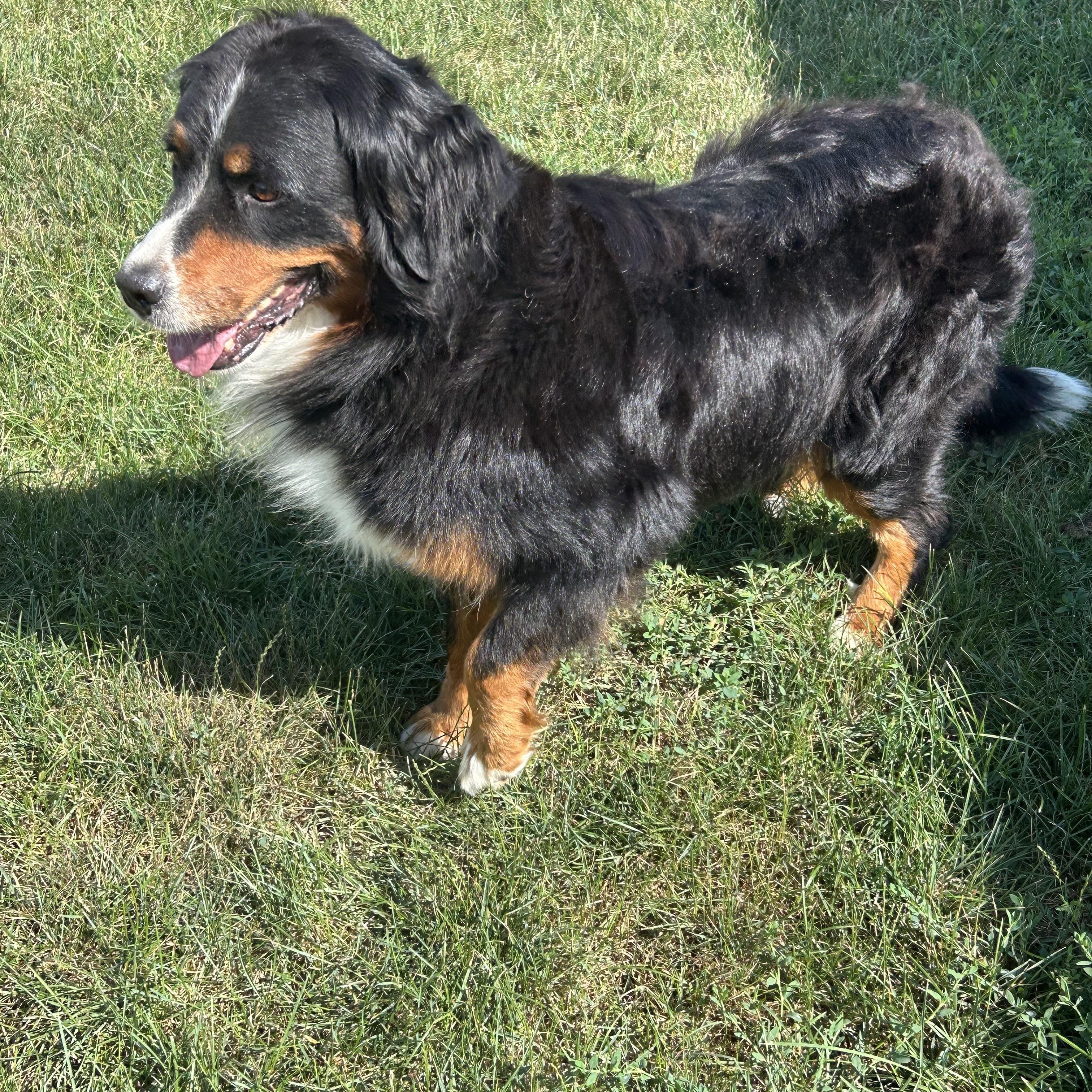 Susie petite 55 lbs, a Adoptable Bernese Mountain Dog in Antwerp, OH image 3/4