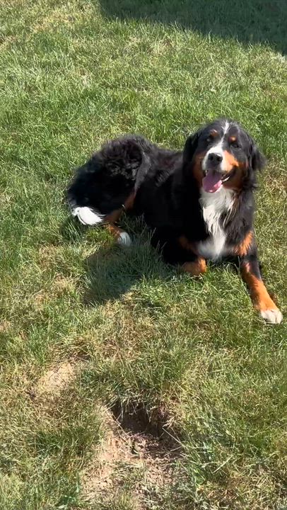 Enlarge Susie petite 55 lbs, a Adoptable Bernese Mountain Dog in Antwerp, OH video 4/4