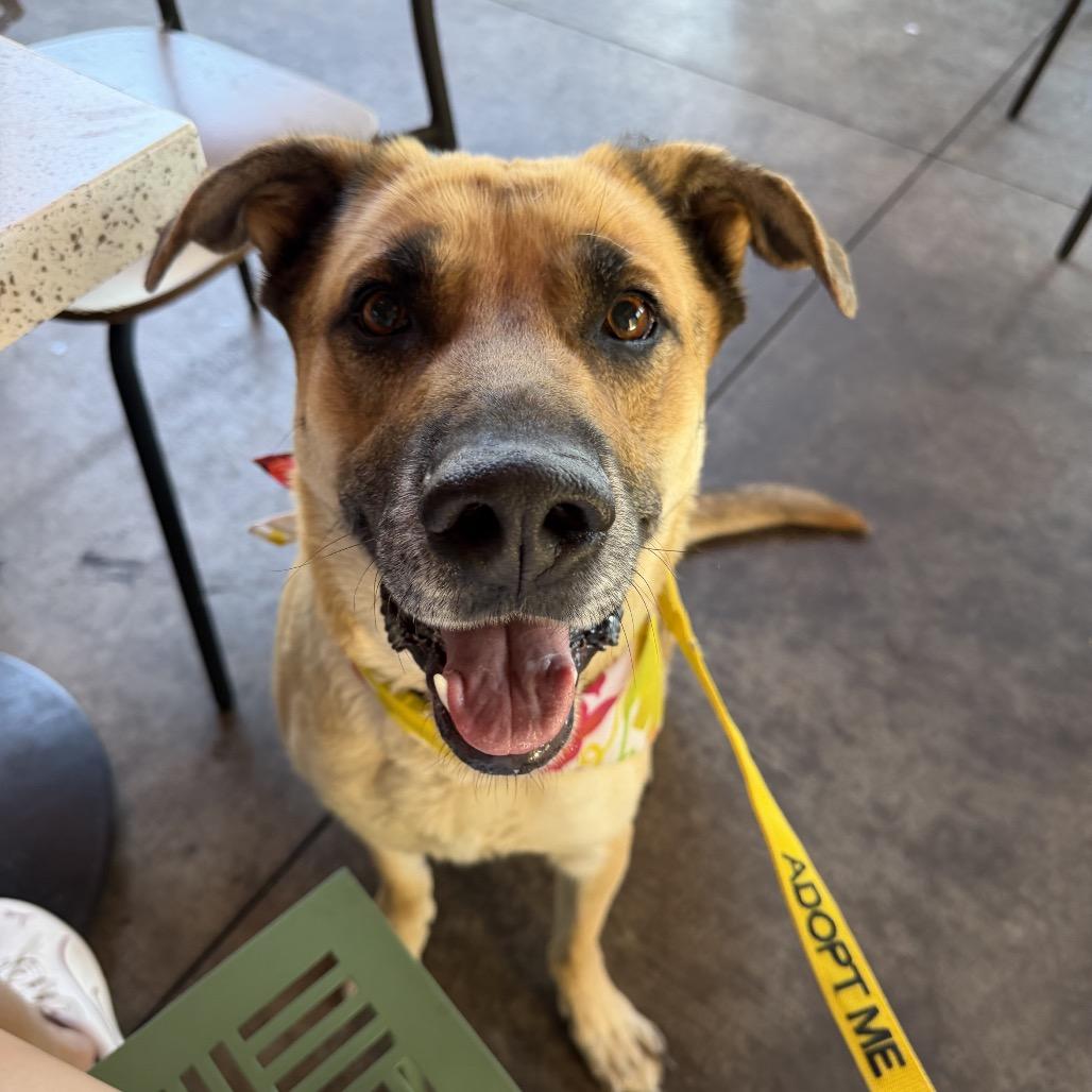 Tippy*, Adoptable, Adult Female German Shepherd Dog.