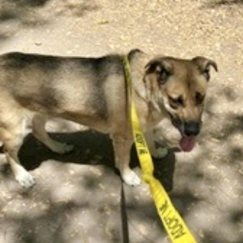 Tippy*, a Adoptable German Shepherd Dog in San Gabriel, CA image 2/6