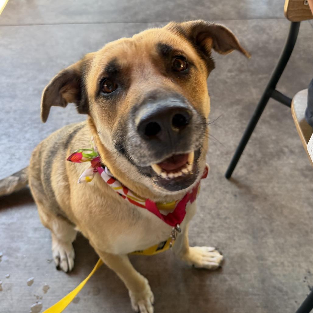 Tippy*, a Adoptable German Shepherd Dog in San Gabriel, CA image 3/6