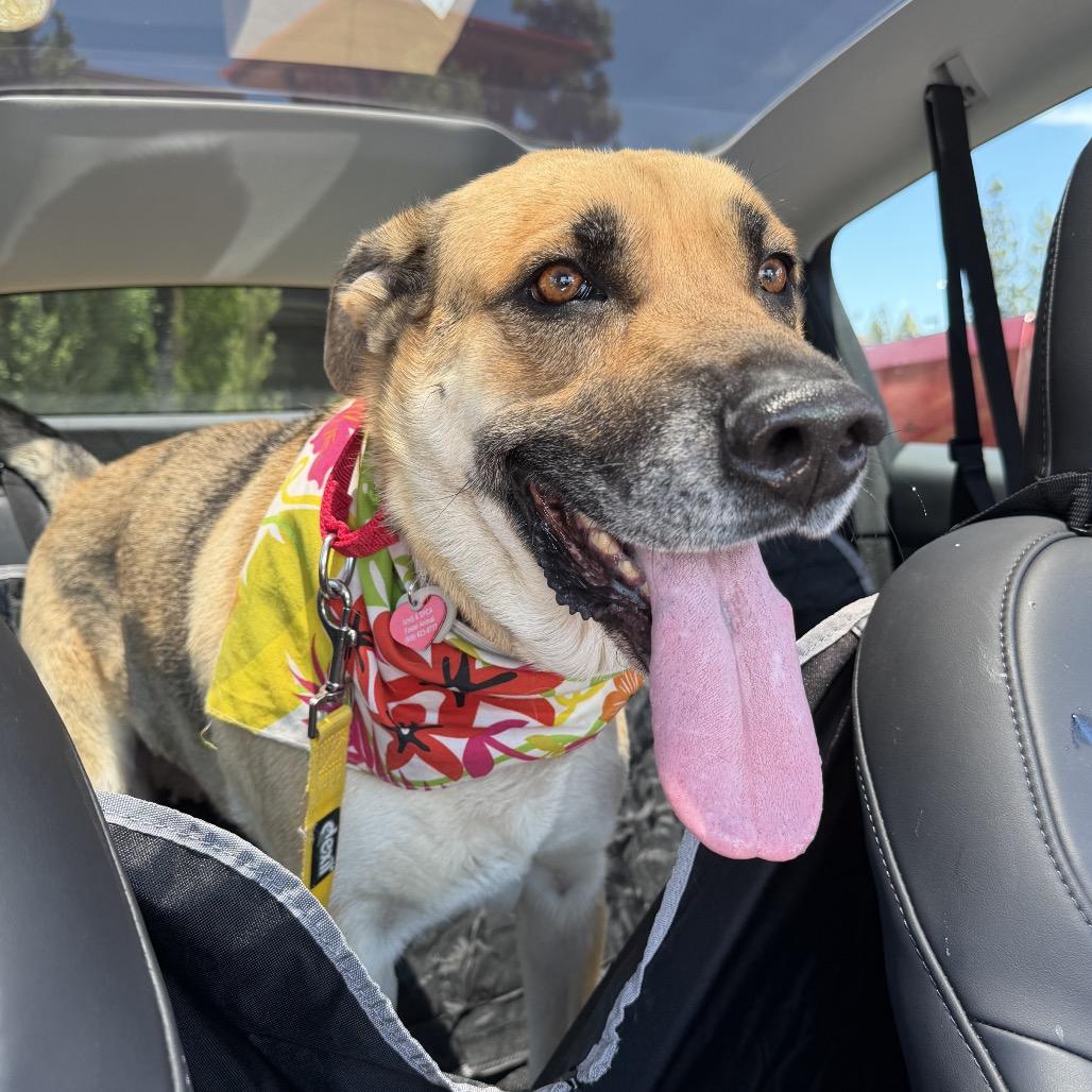 Tippy*, a Adoptable German Shepherd Dog in San Gabriel, CA image 4/6