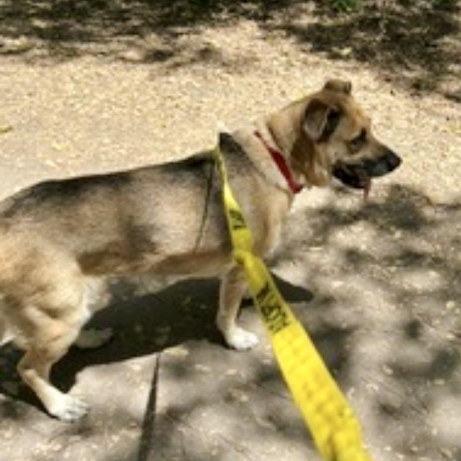 Tippy*, a Adoptable German Shepherd Dog in San Gabriel, CA image 5/6
